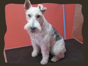 fox_terrier_po_strizenju.jpg