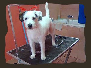 parson_russell_terrier_po_trimanju.jpg