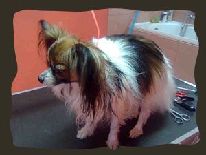 papillon_liza_pred_strizenjem.jpg