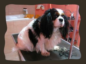 cavalier_king_charles_pred_strizenjem.jpg