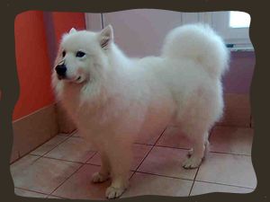 samojed_kan.jpg