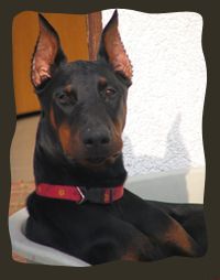 doberman_200_okvir.jpg