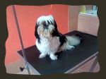 shih_tzu_pred_strizenjem1.jpg